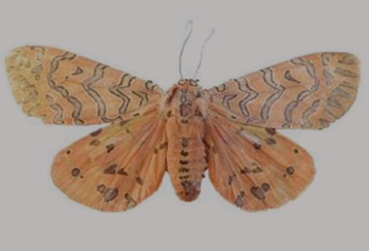 New Tiger Moth Species Antaram idukki Discovered in Kerala's Western Ghats: Complete Current Affairs Notes